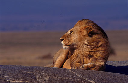 Mane-LionS