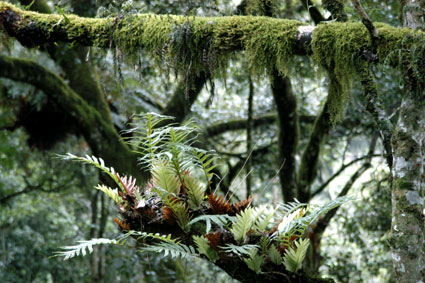 Forest-DetailS