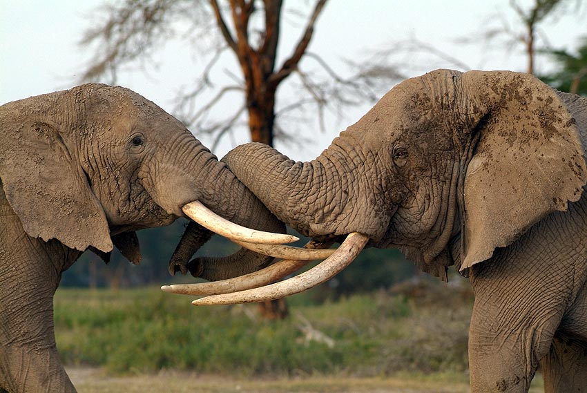 Elephants-5