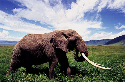 elephant-tusksS