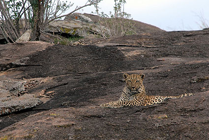 WalkingSoit-LeopardonRock2