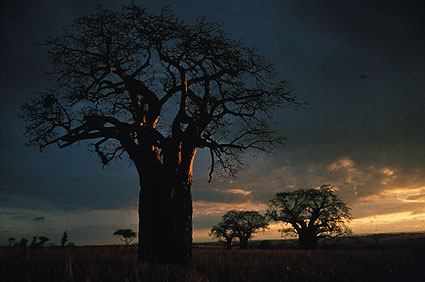 Tarangire-BaobabSunset