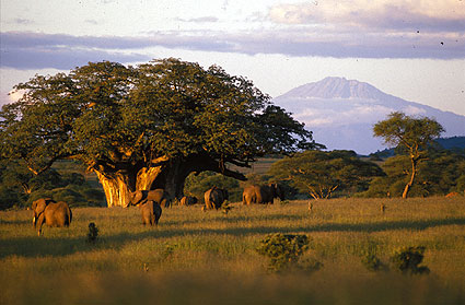 Tarangire-Baobab&amp;Elephant