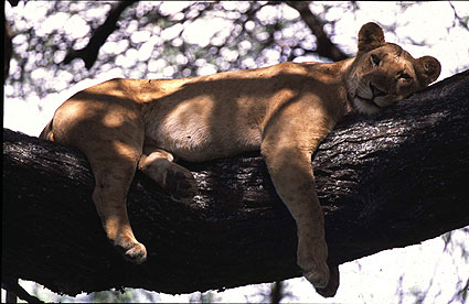 ManyaraLion