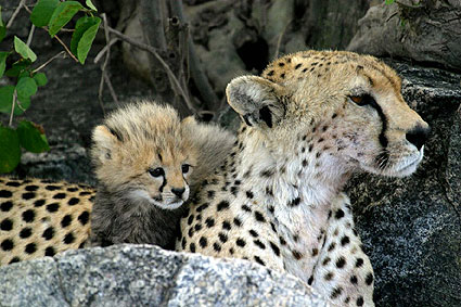 cheetah-and-young